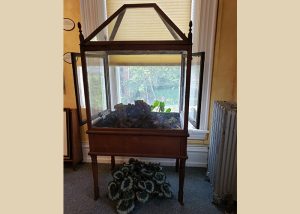 Antique Victorian Wardian case terrarium with ferns